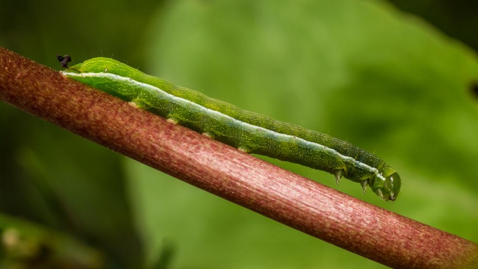 Raupe des Aurorafalters ausnahmsweise an einem Gehölz. © Detlef Kolthoff