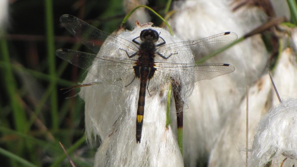 Männchen der Großen Moosjungfer auf Samen des Schmalblättrigen Wollgrases. © Detlef Kolthoff