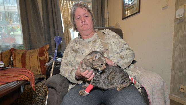 Katze nach schwerer Verletzung amputiert