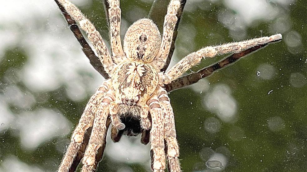 Eine Nosferatu-Spinne auf einem Autodach.  © Foto: Lutz (dpa)