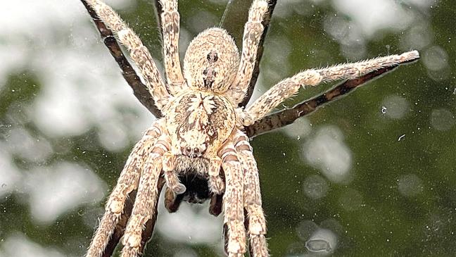Giftige Spinne nun auch in Ostfriesland