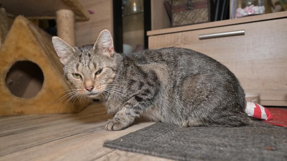 Der Schwanz der Katze Kitty musste amputiert werden. © Foto: Bruins