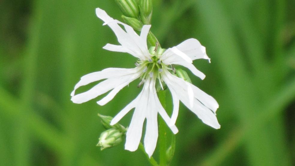 Weiße Blüte, unverwechselbar, da fransig und quirlig. © Detlef Kolthoff