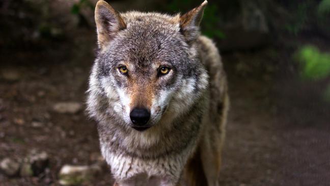 Wolf soll erschossen werden