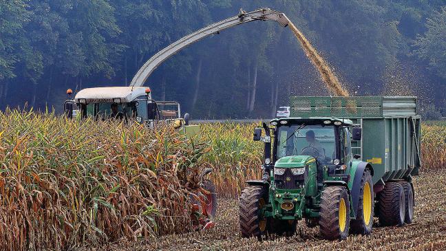 Frühe Ernte und guter Ertrag