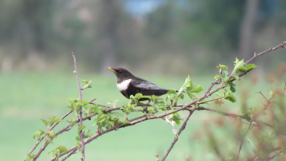 Ringdrossel auf einer Brombeere im Holter Hammrich, Gemeinde Rhauderfehn. © Detlef Kolthoff