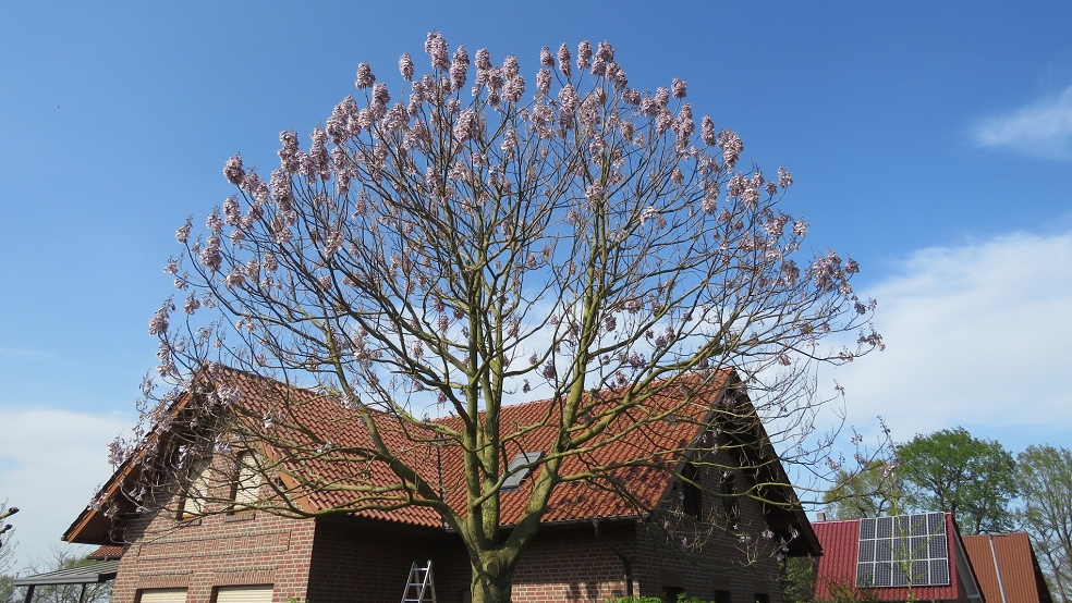 Blauglockenbaum am Heester Wall in Bunderhee. © Detlef Kolthoff