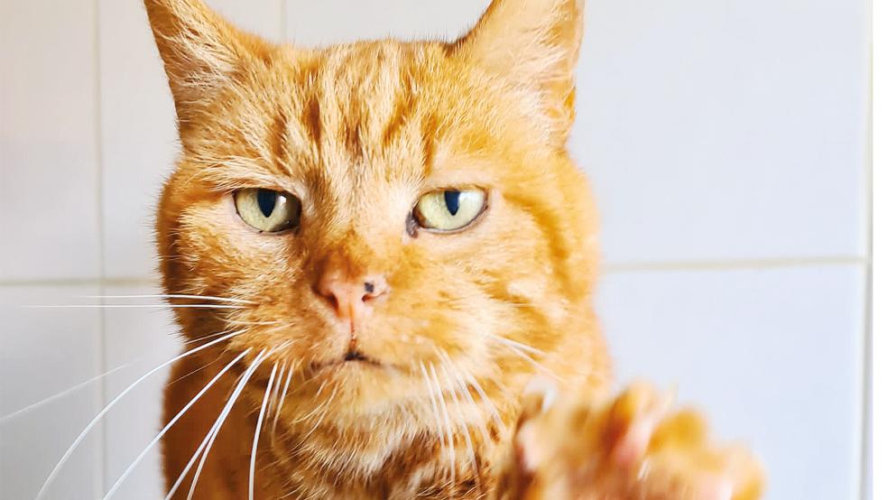 Kater »Hektor« sucht ein neues Zuhause.  © Foto: Tierschutz