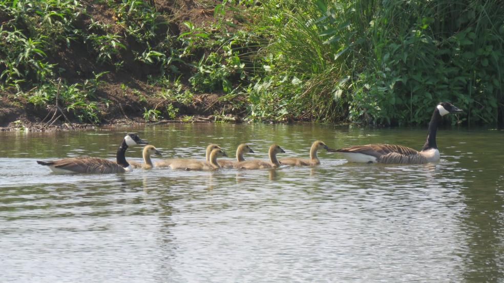 Ganter mit Gans und sechs Gössel auf einem Teich in Detern. © Detlef Kolthoff