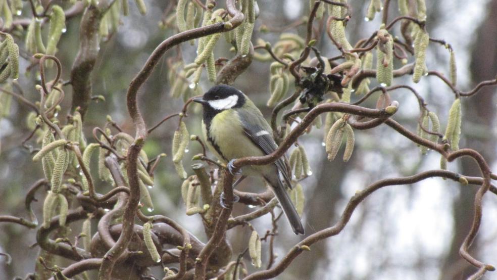 Kohlmeise in einer blühenden Korkenzieherhasel im heimischen Garten in Bunde. © Detlef Kolthoff