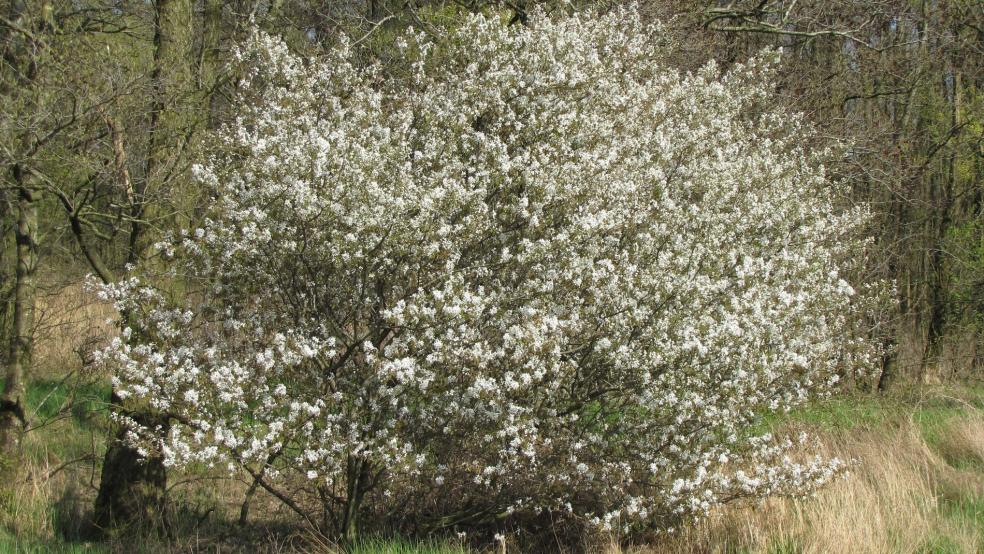 Gewöhnliche Felsenbirne oder Korinthe in Holthusen im Bereich der Meentelande. © Detlef Kolthoff