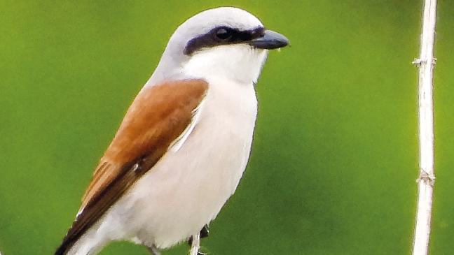 Schnabel auf für mehr Insekten