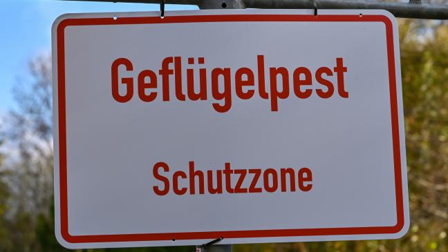 Geflügelpest in Surwold ausgebrochen