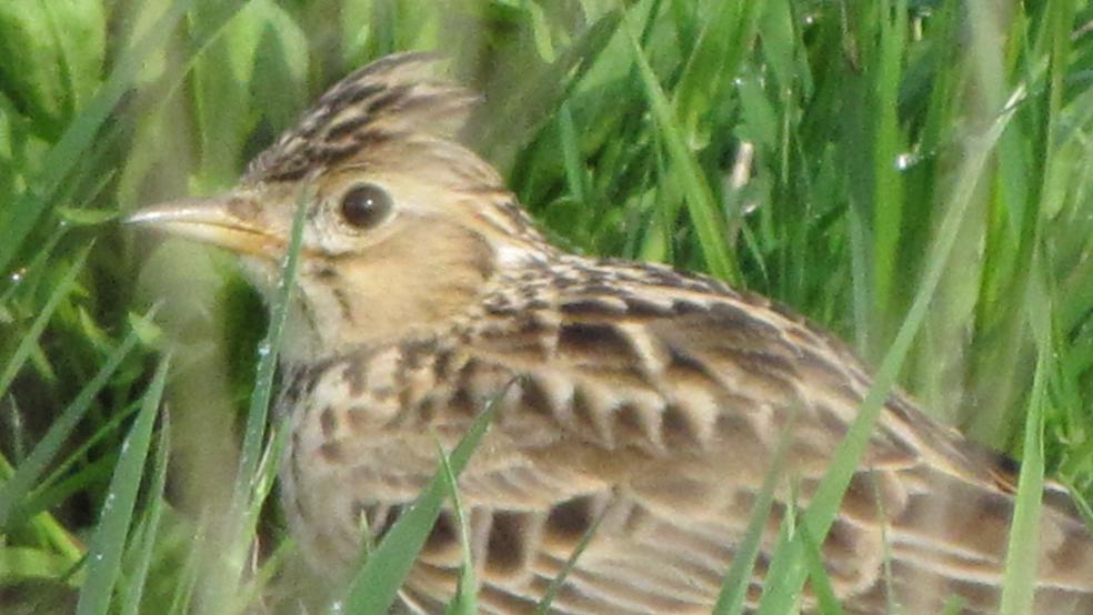 Männchen mit kleiner Kopfhaube im Gras in Bunderhammrich. © Detlef Kolthoff