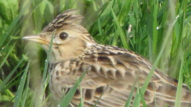 Die Feldlerche – Vogel des Jahres 2019