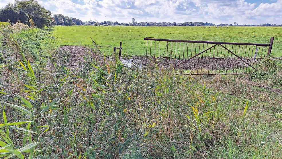 Noch ist es Grünland, doch bald sollen die Bagger anrollen, um am Toten Weg in Jemgum ein neues Wohnbaugebiet zu erschließen.  © Foto: Szyska