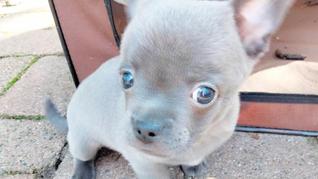 Sie sind klein und voller Energie