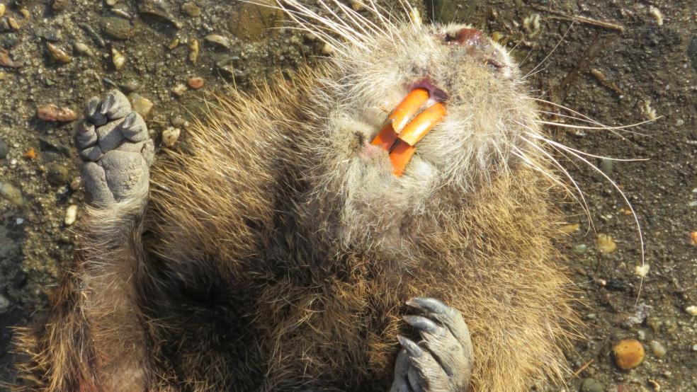 Auffallende, orangefarbene Schneidezähne sind charakteristisch für den Nutria. © Detlef Kolthoff