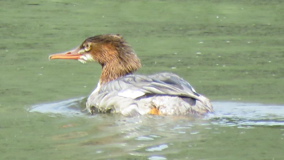 Gänsesäger, hier ein Weibchen, kann man überall im Rheiderland beobachten. © Detlef Kolthoff