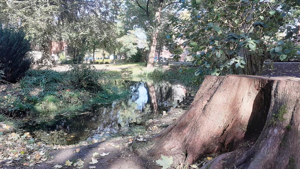 Der Teich und die Wegeführung im Stadtgarten sollen neu angelegt werden. Bei der Neugestaltung des Stadtgartens sollen historische Aspekte berücksichtigt werden.  © Foto: Berents