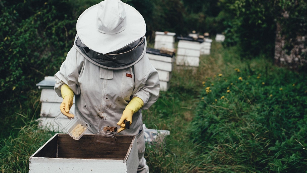 Drei Bienenvölker wurden aus in Lüchtenborg aufgestellten Bienenstöcken, hier ein Symbolbild, gestohlen.  © Foto: Pixabay