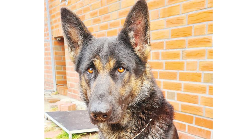 Schäferhündin »Bonnie« sucht ein Zuhause.  © Foto: Tierschutz