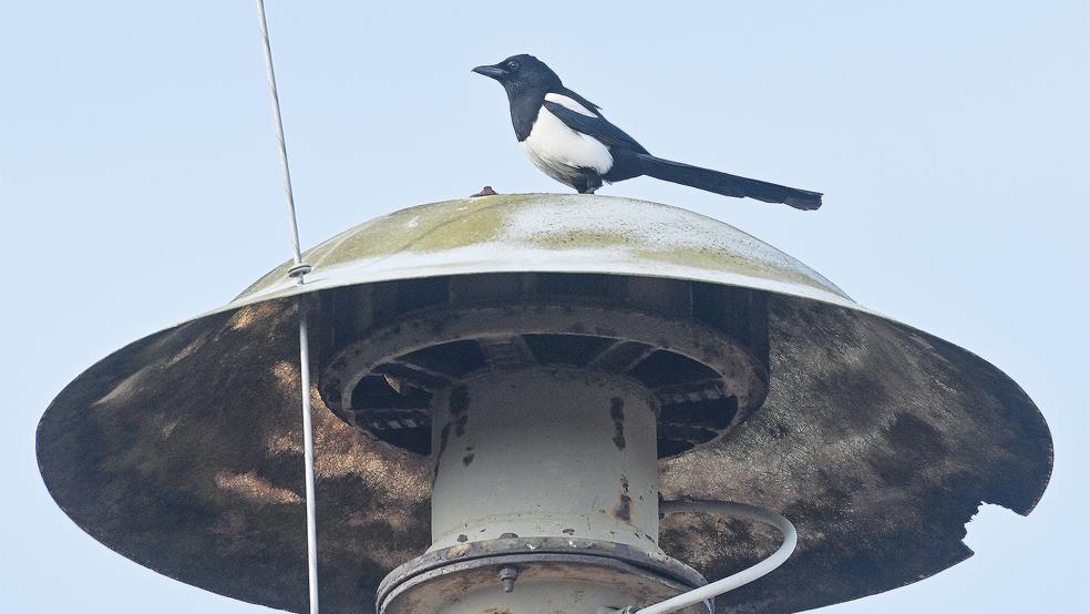 Für den Ausbau des Sirenennetzes fließen rund 750.000 Euro in den Landkreis Leer.  © Foto: Pleuel (dpa)