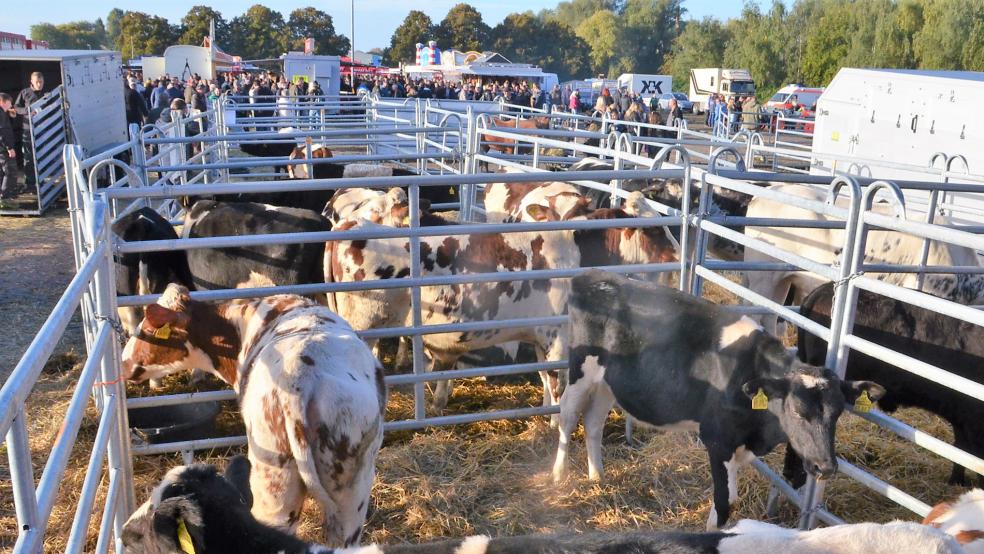 Rund 800 Tiere stehen auf dem Galliviehmarkt zum Verkauf.  © Fotos: Ammermann