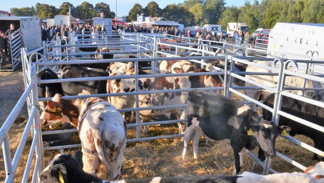 Kaiserwetter zum Galliviehmarkt