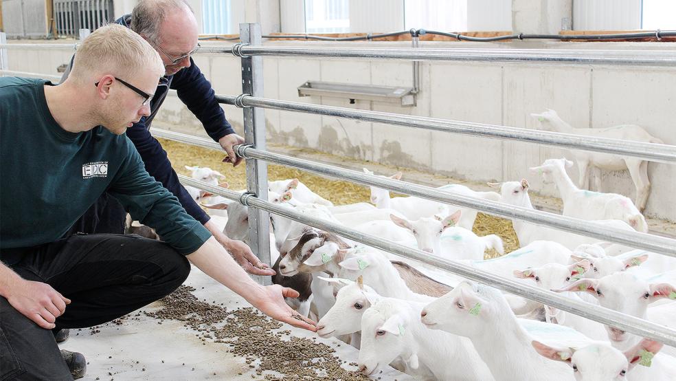 Ziegen statt Kühe: Carsten und Theo Schütte stellen ihren Betrieb in Rhede um.  © Foto: Belling