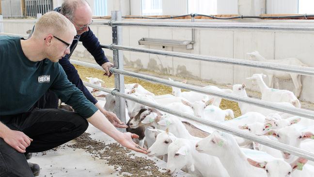 Statt Kühe werden Ziegen gemolken