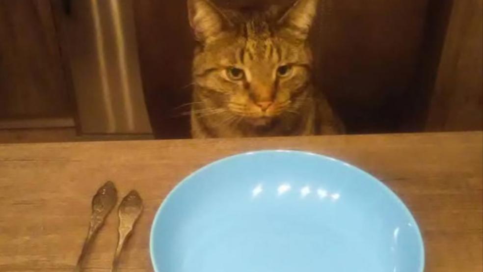 Hungrige Katze -- dieses Foto ist auf dem Plakat zu finden, mit dem der »Bunder Futterkorb« wirbt.  © Foto: privat