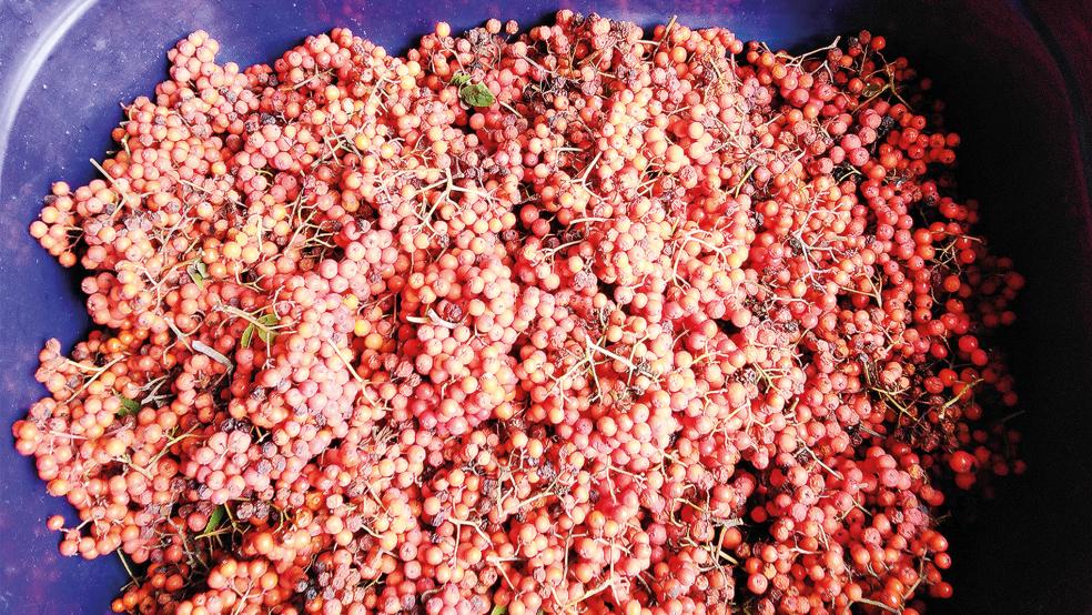 Die aktuelle Ernte an Vogelbeeren.  © Foto: Kolthoff