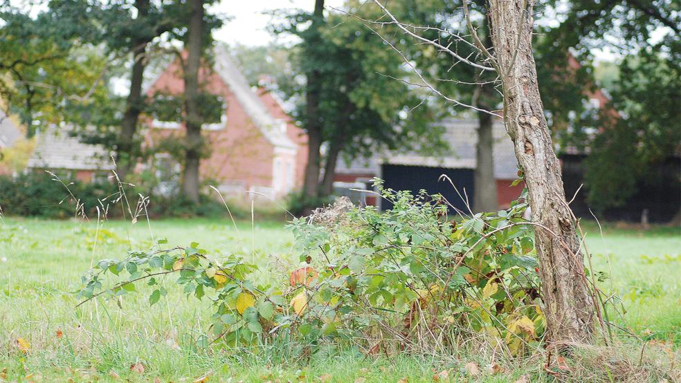 Noch grünt viel Grün an der Dorfstraße in Stapelmoorheide. Im Frühjahr kann hier gebaut werden.  © Foto: Hoegen