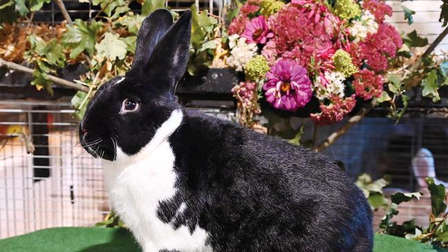 Meistertitel für Rheiderländer