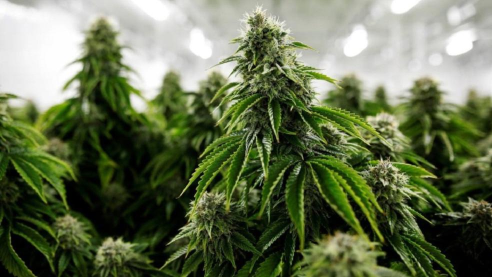 Die Cannabis-Plantage befand sich in Wiesmoor in einem ehemaligen Autohaus. Der Angeklagte soll den drei Mitbeschuldigten die Räumlichkeiten des Betriebs ebenso zur Verfügung gestellt haben wie ein Bauernhaus in Wiesmoor. © Pixabay (Symbolfoto)