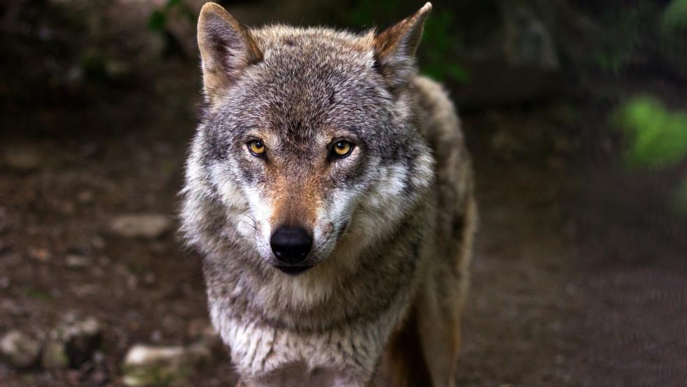 Der Wolf aus einem Rudel in Friedeburg darf doch nicht erschossen werden.  © DPA