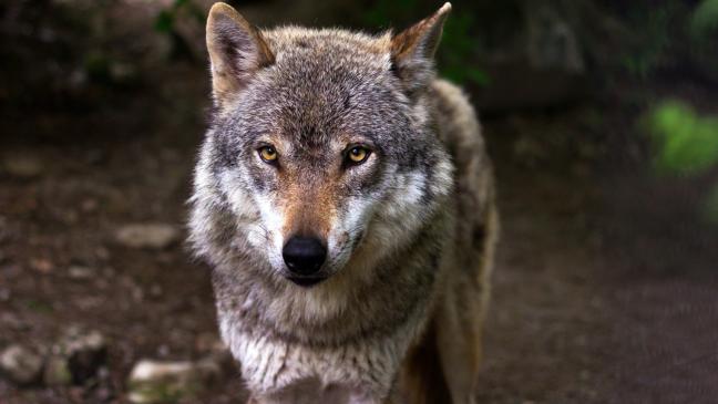 Wolf darf doch nicht erschossen werden