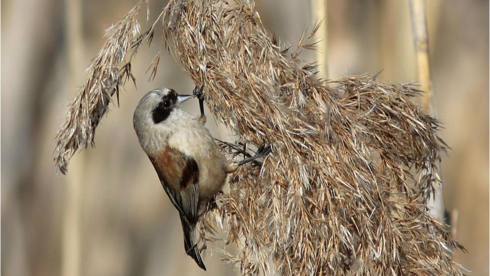 Beutelmeise, Männchen, ernährt sich unter anderem von Schilfsamen. © Detlef Kolthoff