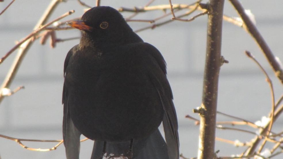 Die Amsel oder Schwarzdrossel auf dem Futterhaus im heimischen Garten. © Detlef Kolthoff