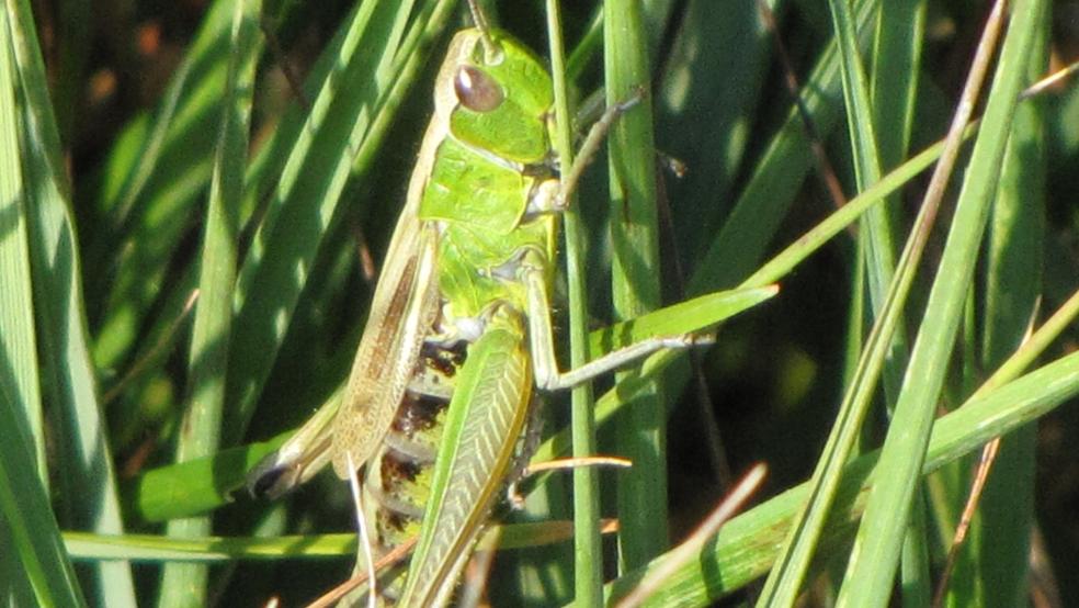 Weibchen haben kürzere Flügel und sind größer als die Männchen. © Detlef Kolthoff