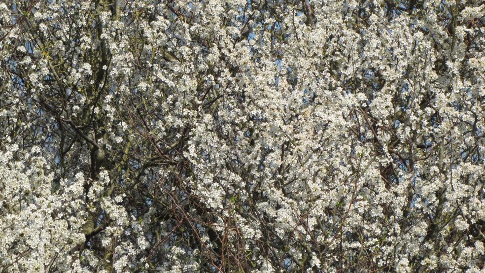 Schwarzdorn oder Schlehe in voller Blüte im April in Bunde. © Detlef Kolthoff