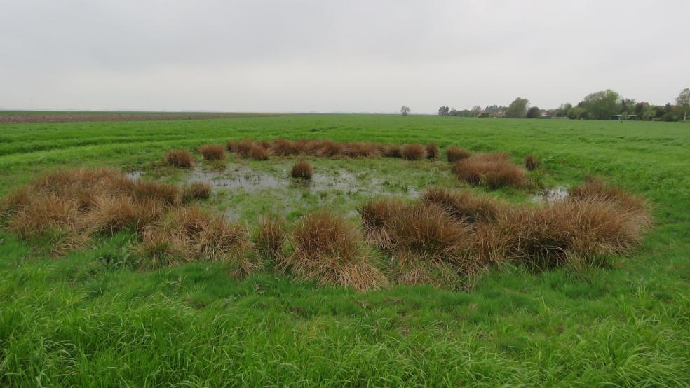 Wiesentümpel in Bunderhee, mit Flatter-Binse und flutenden Schwaden. © Detlef Kolthoff