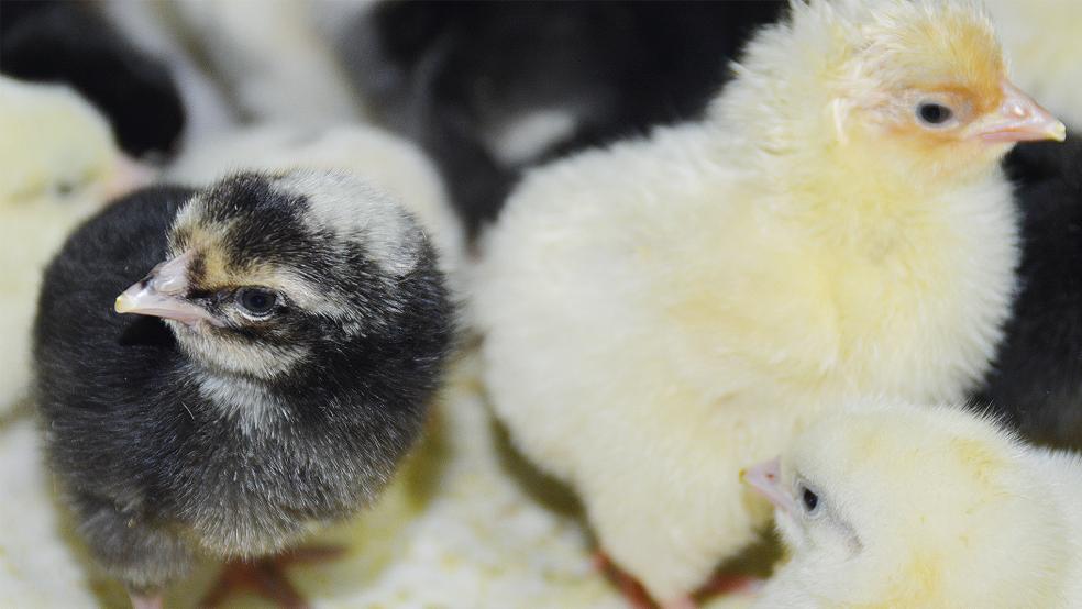 Niedliche Küken und stolze Hähne - bei der Rassegeflügelschau an diesem Wochenende kann man die ganze Bandbreite der Geflügelzucht bestaunen.  © Foto: Himstedt