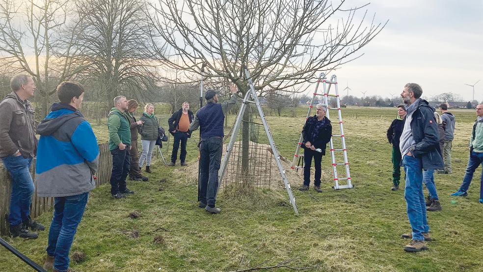 So geht der richtige Schnitt: Den Teilnehmer des Kurses werden die Besonderheiten der Obstbaumpflege beigebracht.  © Fotos: privat