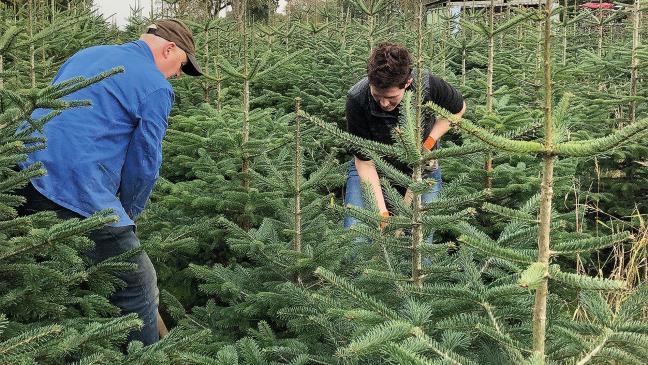 Baum-Spende für mehr Nachhaltigkeit
