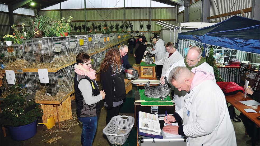 Bereits gestern sind die Kaninchen in Weener bewertet worden.  © Foto: Wolters