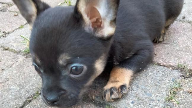 Vierbeinige Racker suchen Zuhause