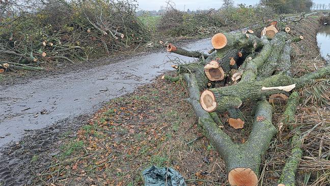 Motorsäge bringt Baumreihe zu Fall