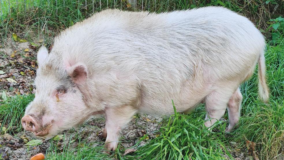 Eber »Manni« lebt derzeit im Tierheim.  © Foto: Tierschutz